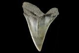 Fossil Mako Shark Tooth - South Carolina #128758-1